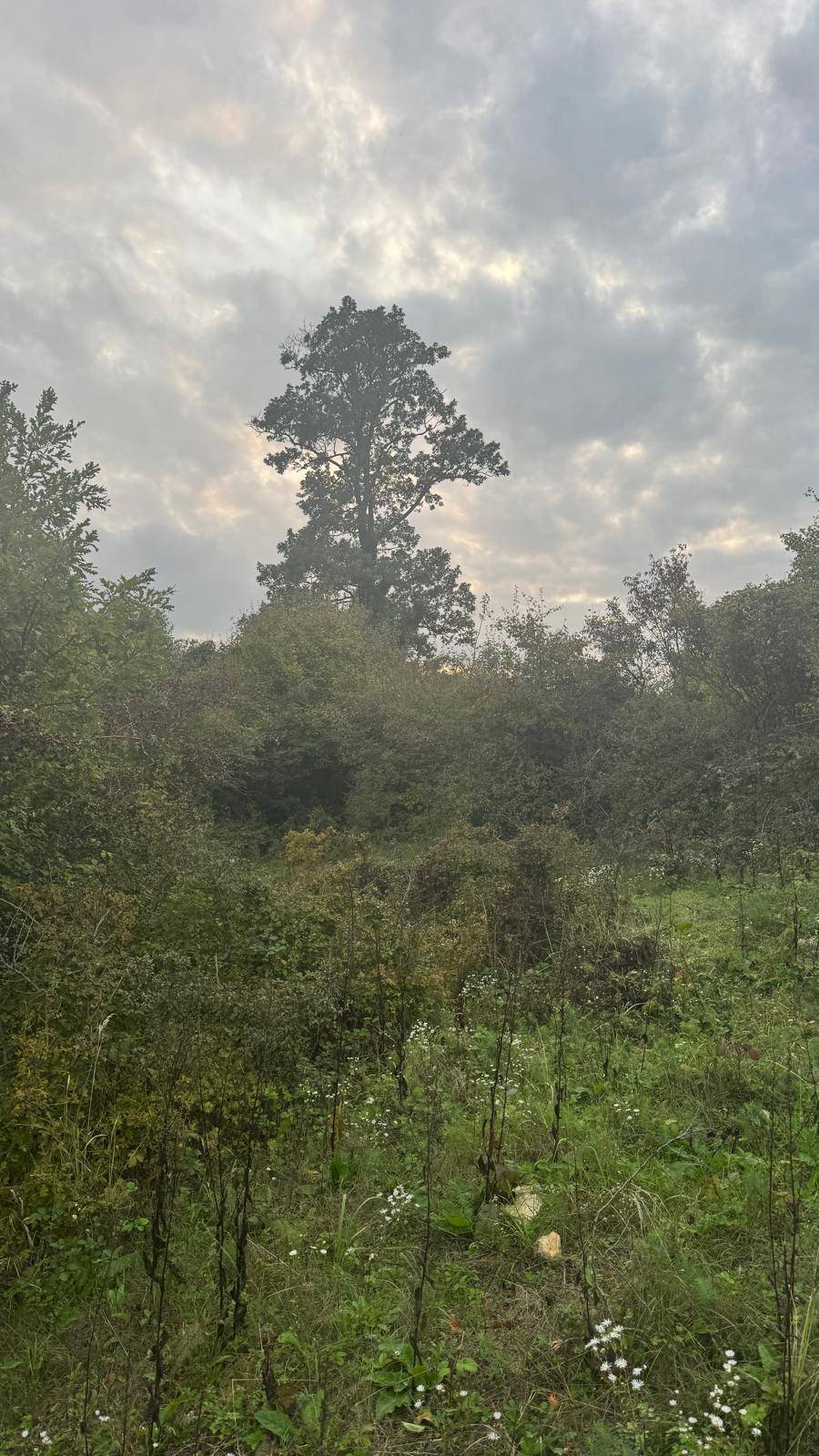 Hoher Baum ragt aus der bewaldeten Landschaft unter einem bewölkten Himmel hervor.