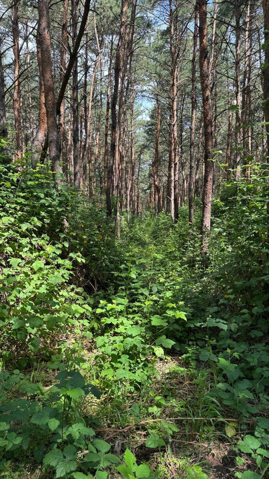 Schmaler Pfad schlängelt sich durch einen dichten Wald mit hohen Bäumen und üppigem Grün.