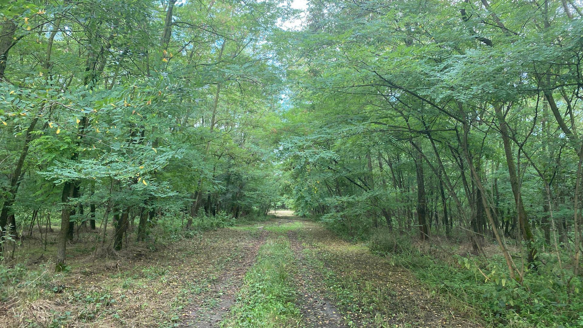 Ein schmaler Feldweg führt durch einen dichten Wald mit üppigem Laubwerk.