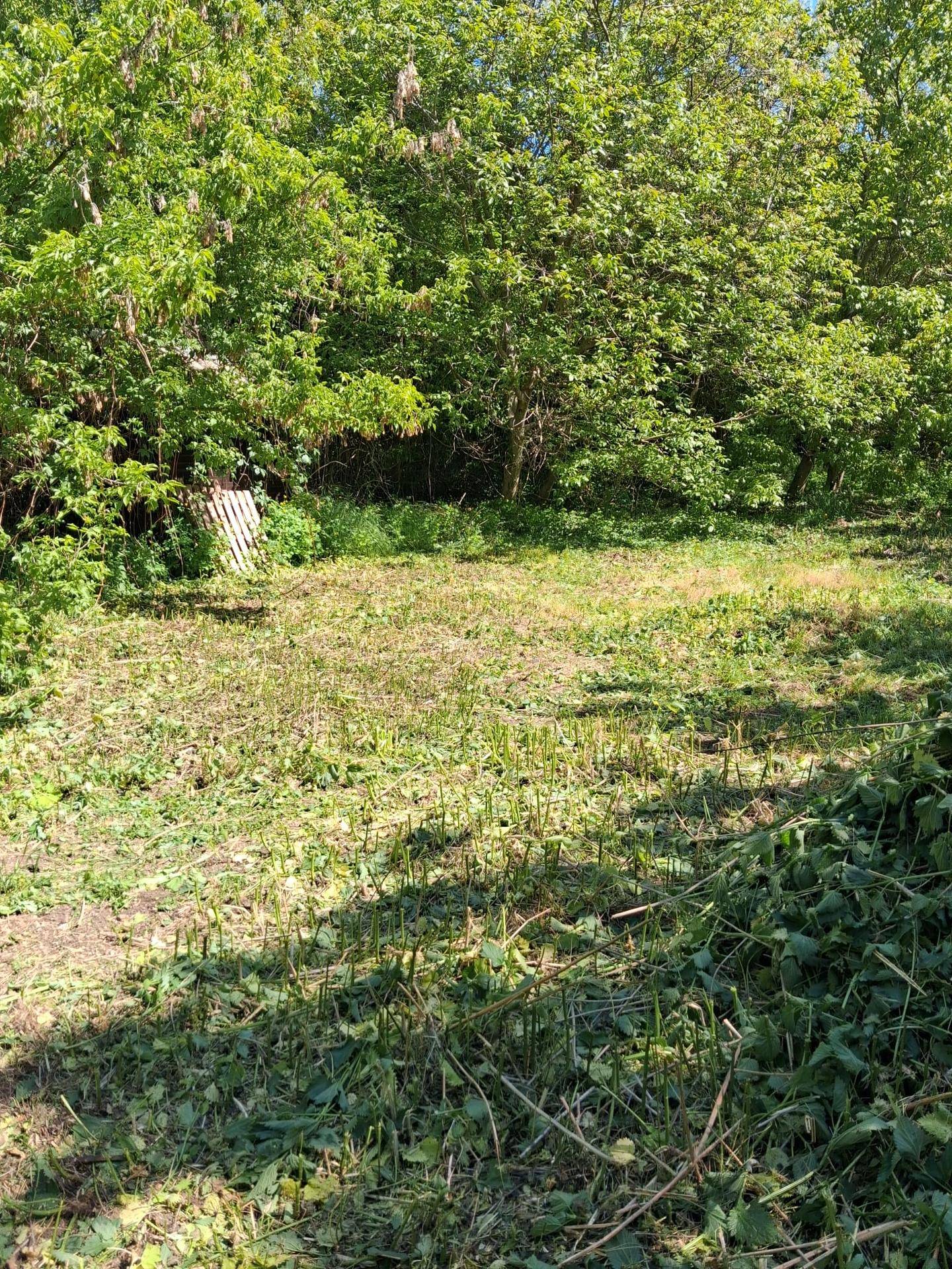 Sonniges, offenes Grundstück mit frisch geschnittenem Gras und umgebenden Bäumen im Sommer.