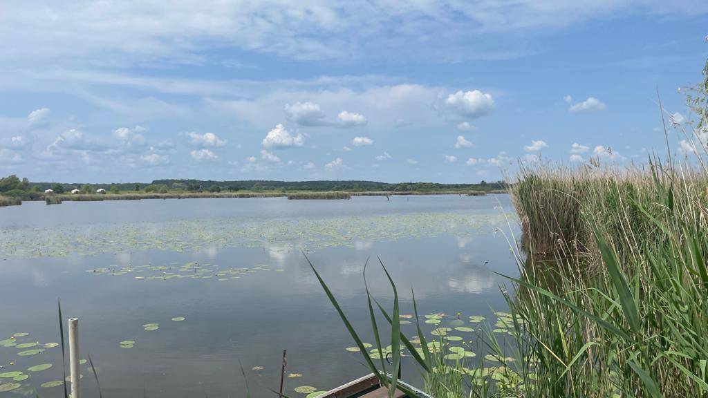 Weitläufiger See mit Schilf am Ufer und einem weiten, blauen Himmel mit weißen Wolken.