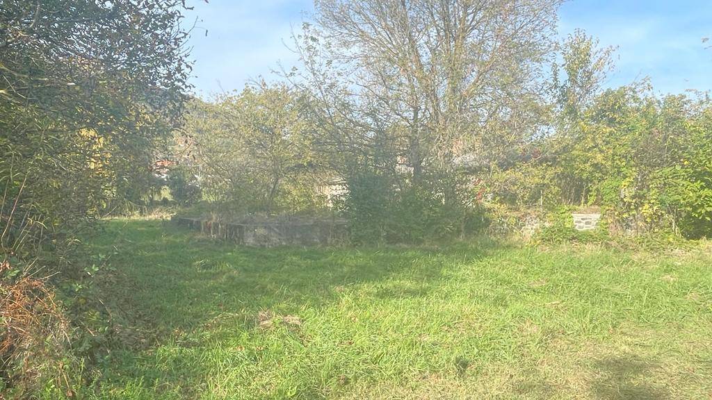 Verwildertes Grundstück mit hohem Gras und einer alten Betonstruktur, umgeben von Bäumen.