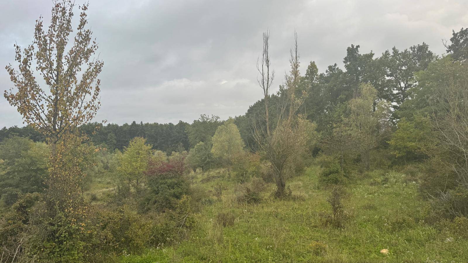 Dichte Vegetation mit verschiedenen Baum- und Straucharten unter einem bewölkten Himmel.