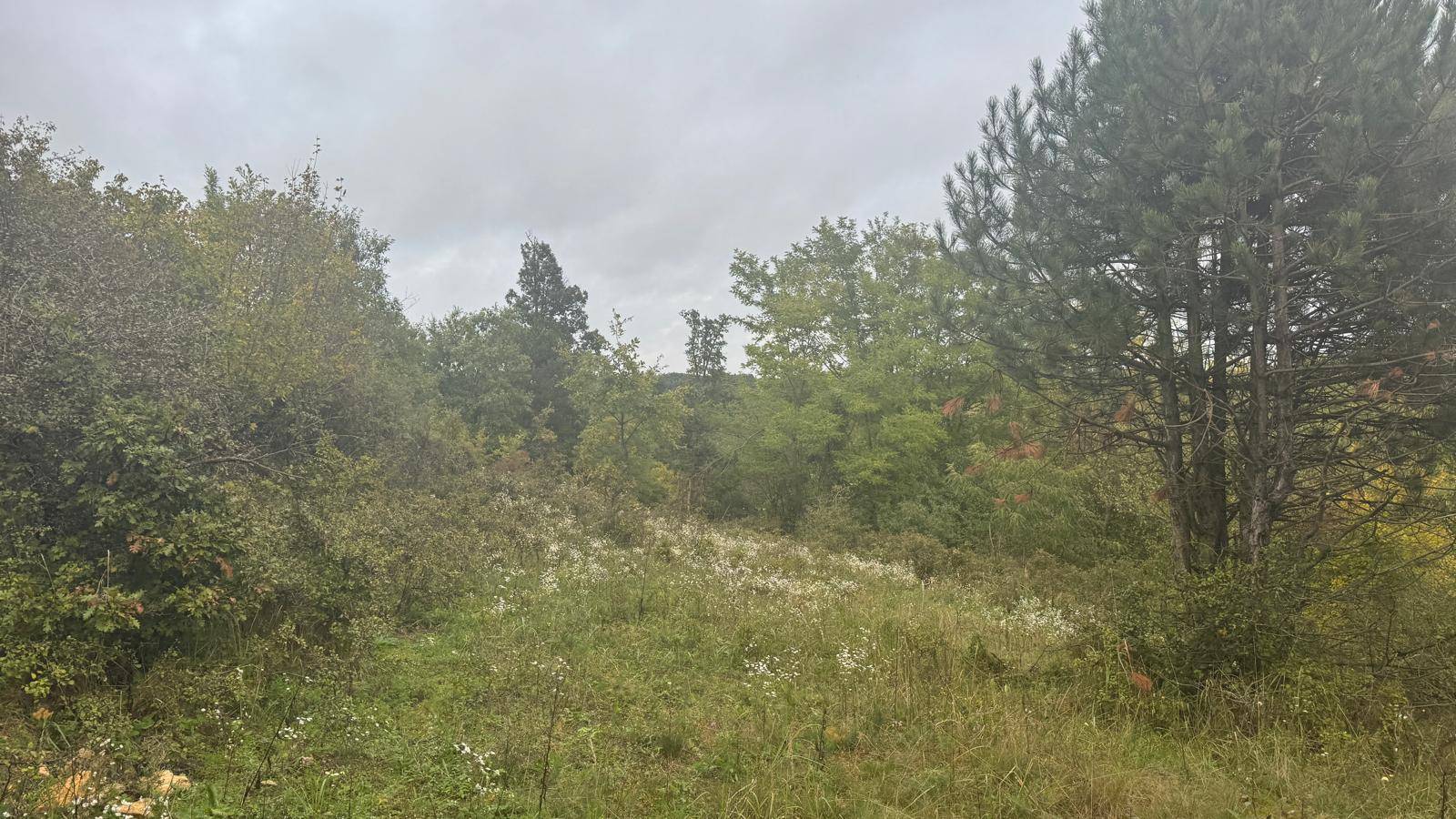 Offene Wiese mit vereinzelten Bäumen und Sträuchern unter einem bewölkten Himmel.