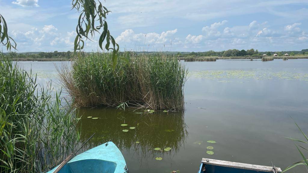 Nahaufnahme des Sees mit üppigem Schilf, Seerosen und einem blauen Boot am Ufer.