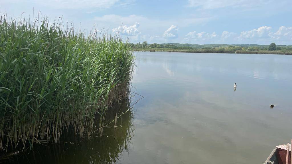 Dichtes Schilf am Ufer des Sees mit Blick auf die ruhige Wasseroberfläche.