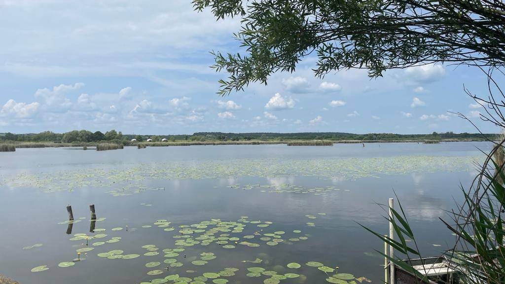 Weitläufiger See mit Seerosen, umgeben von Schilf und einer weiten Landschaft unter blauem Himmel.