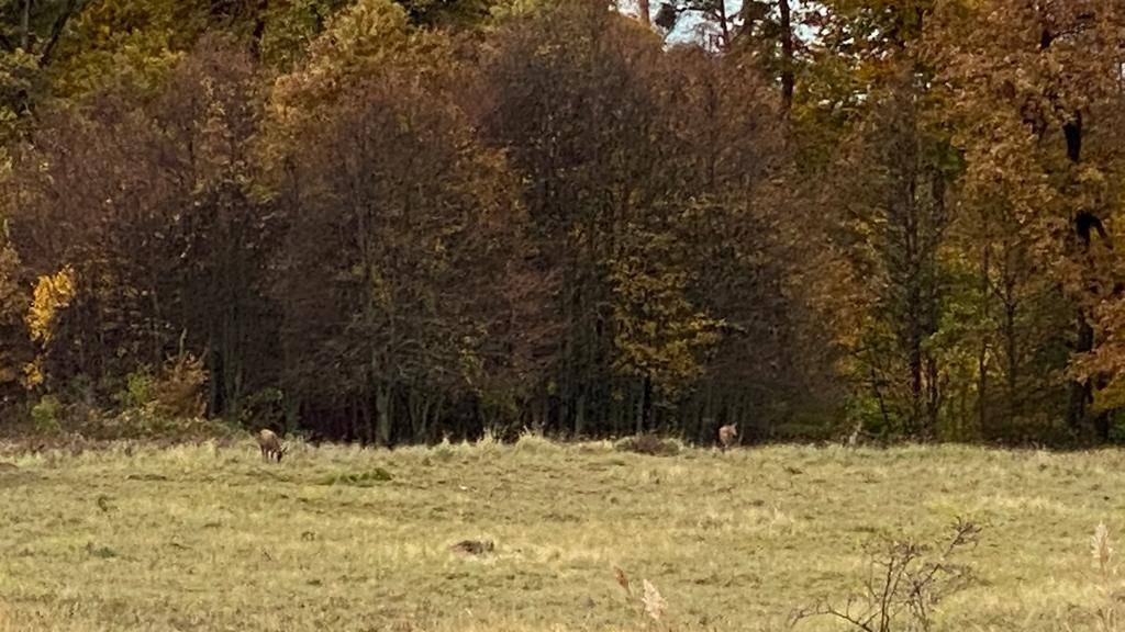 Zwei Rehe auf einer Wiese am Waldrand mit herbstlich gefärbten Bäumen im Hintergrund.