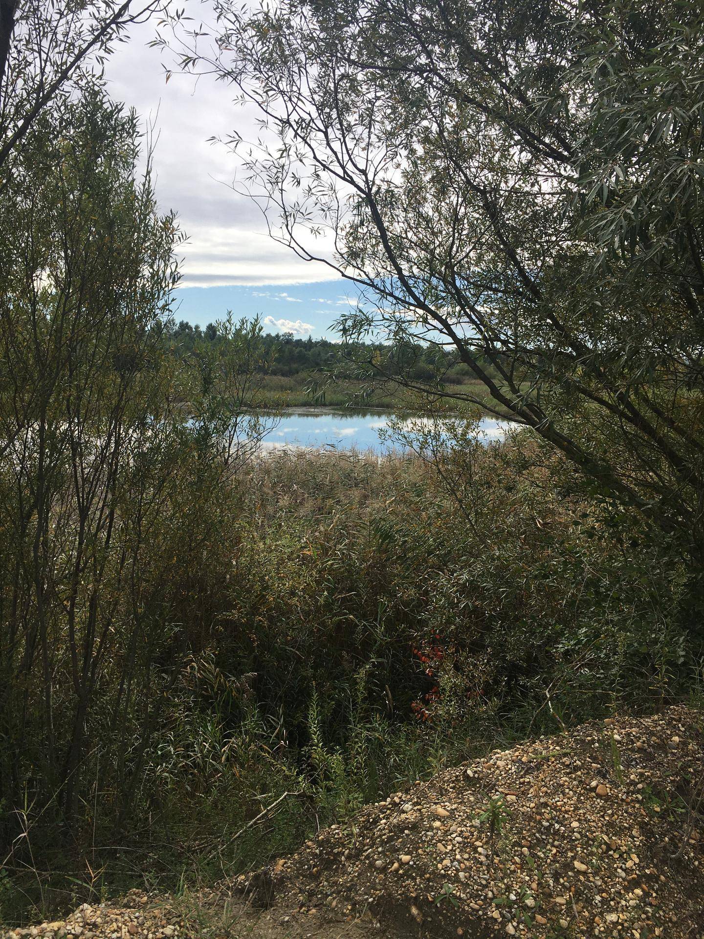 Blick auf einen ruhigen See durch dichte Bäume und Sträucher unter bewölktem Himmel.