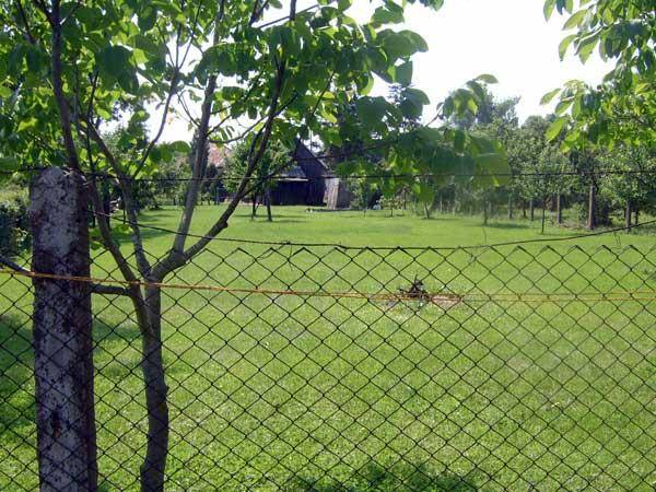 Gepflegter grüner Gartenbereich mit Maschendrahtzaun und jungem Baum im Vordergrund.