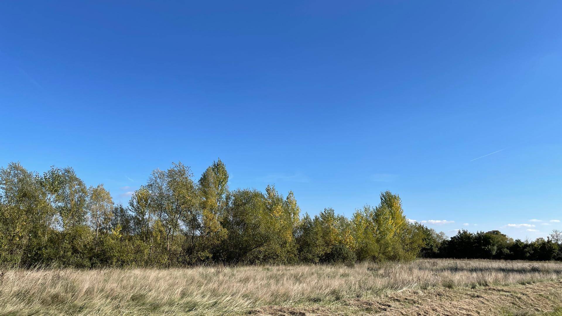 Weite Graslandschaft mit einer Reihe von Bäumen am Horizont unter strahlend blauem Himmel, eine idyllische Szene.