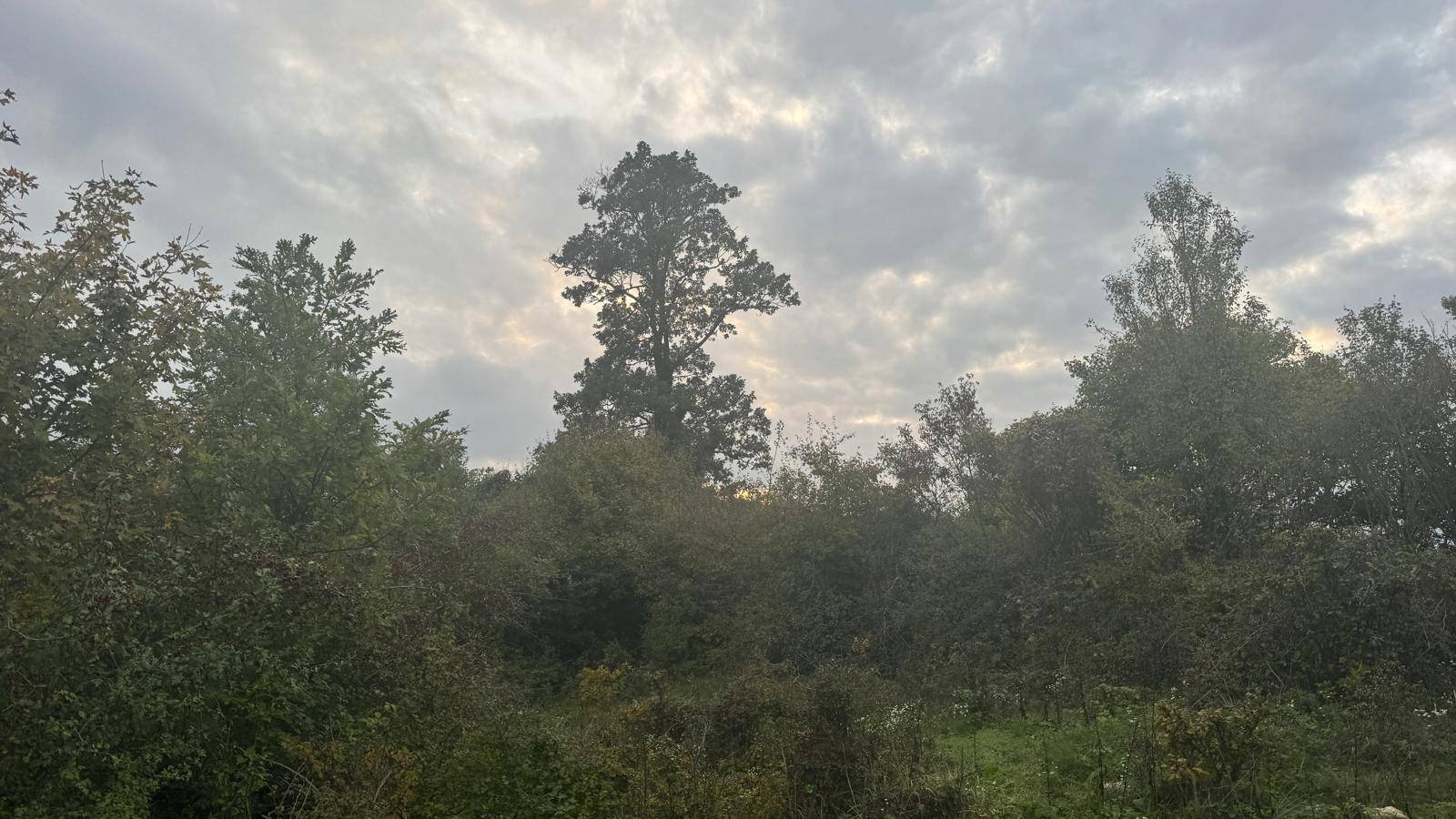 Hoher Baum ragt aus der bewaldeten Landschaft unter einem bewölkten Himmel hervor.