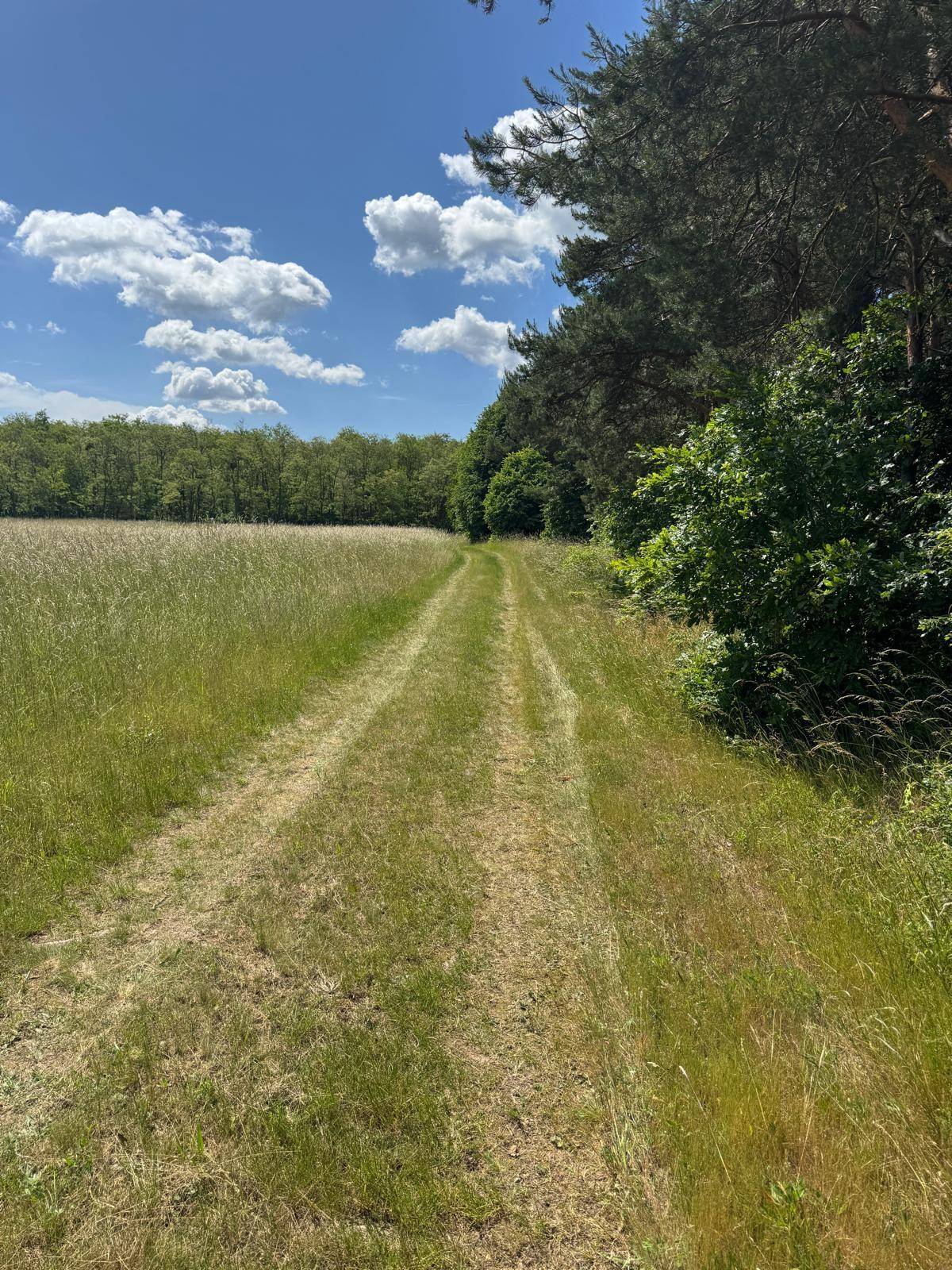 Feldweg führt durch eine weite Wiese am Waldrand unter blauem Himmel mit Wolken.