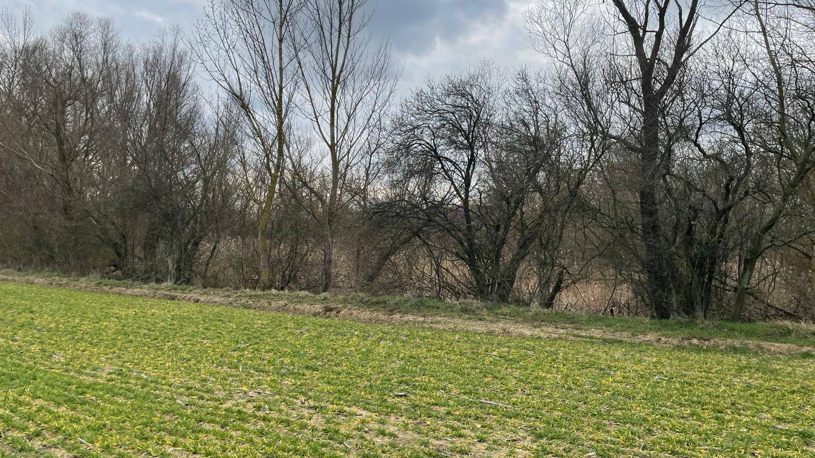Feld mit jungen grünen Pflanzen im Vordergrund und einer Reihe kahler Bäume im Hintergrund.
