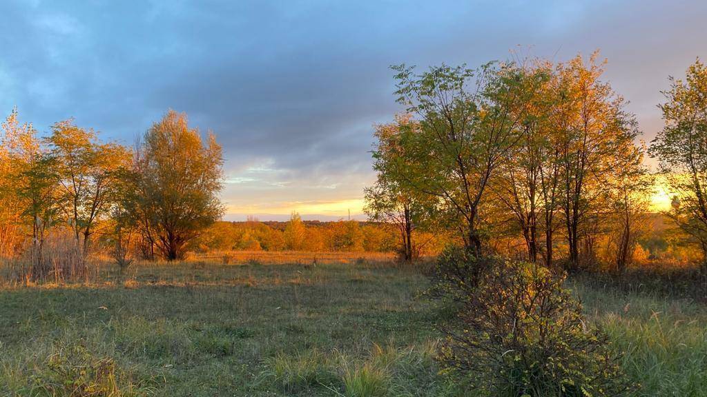 Feld mit einzelnen Bäumen in Herbstfarben unter einem stimmungsvollen Sonnenuntergangshimmel.