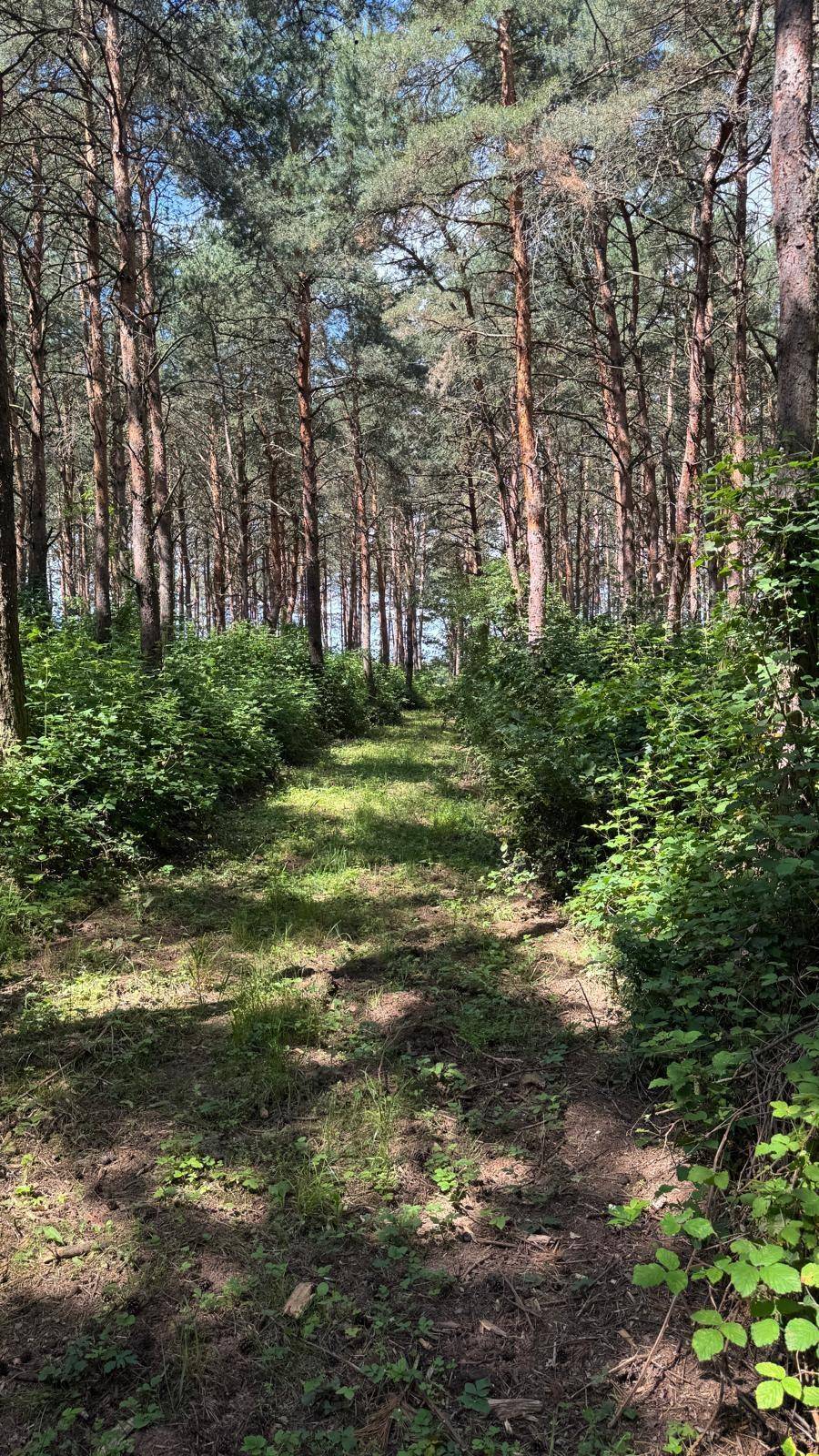 Waldweg führt durch einen lichten Kiefernwald, umgeben von grüner Vegetation und Sonnenlicht.