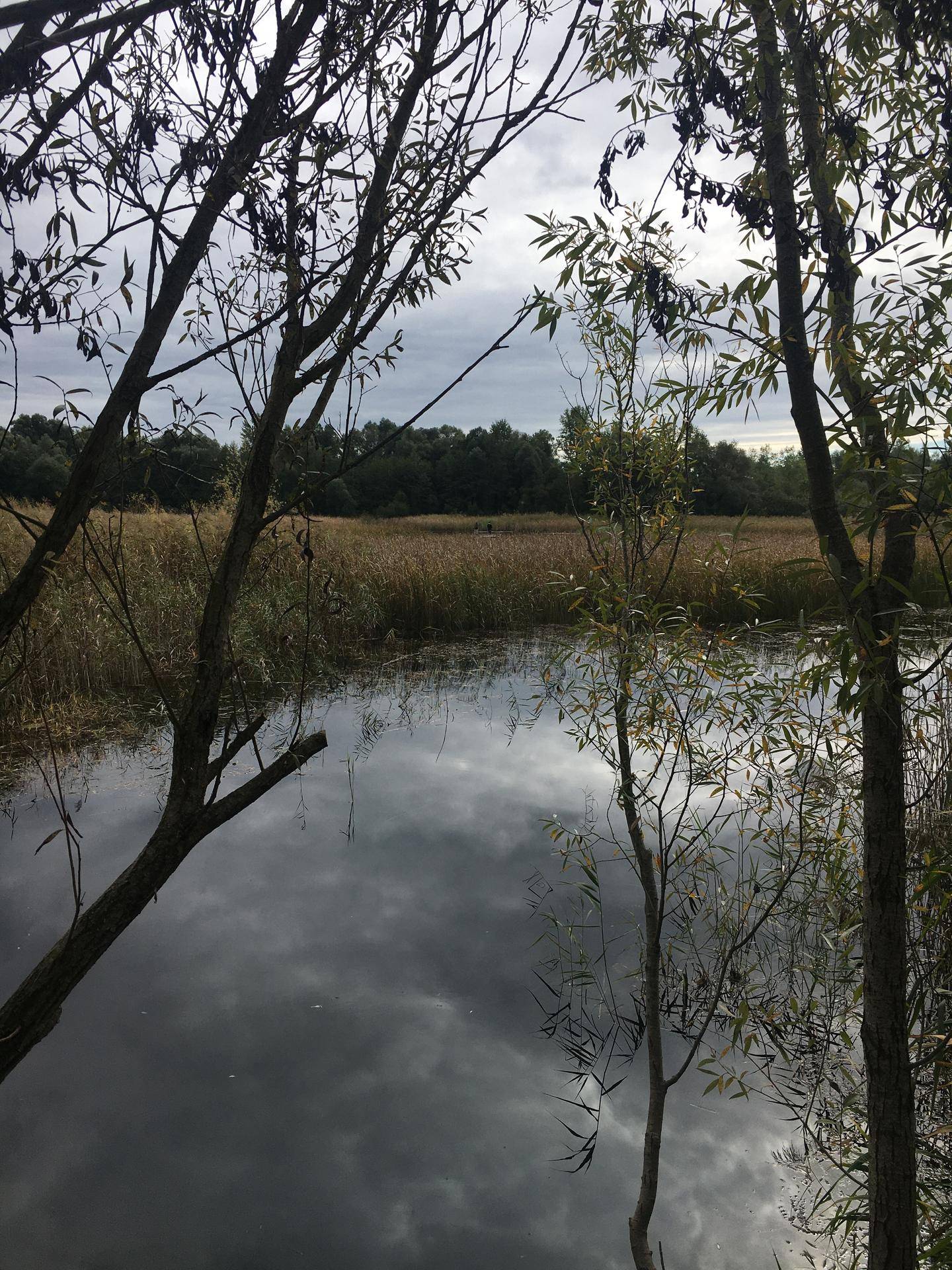 Ein ruhiger See mit Wolkenreflexionen und Schilf am Ufer unter bewölktem Himmel.
