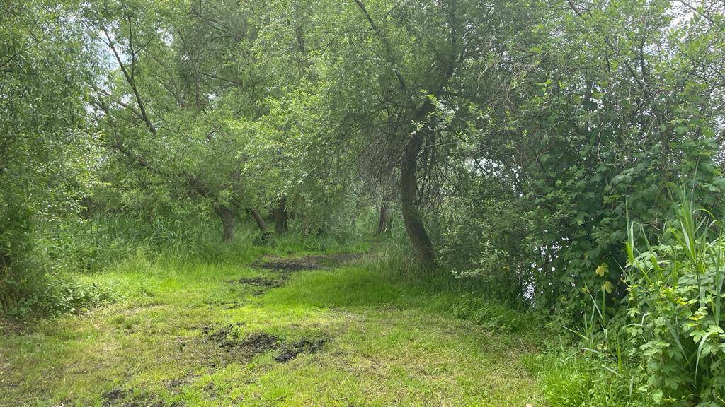 Grüner Pfad führt in einen dichten Wald mit üppiger Vegetation und hohen Bäumen.