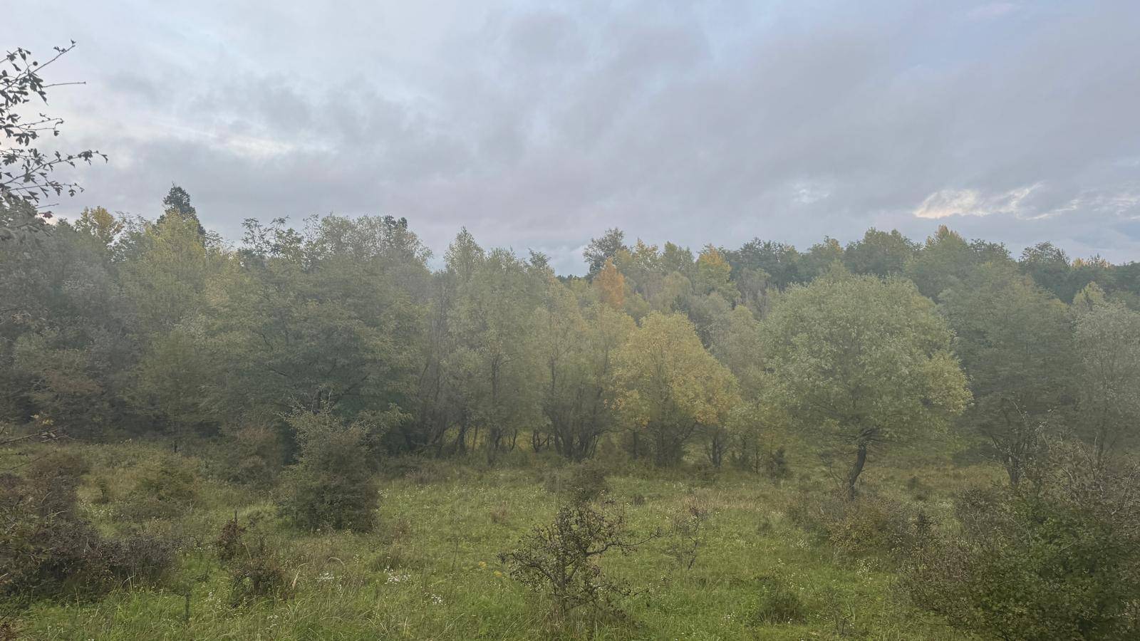 Dichte Vegetation mit verschiedenen Baum- und Straucharten unter einem bewölkten Himmel.