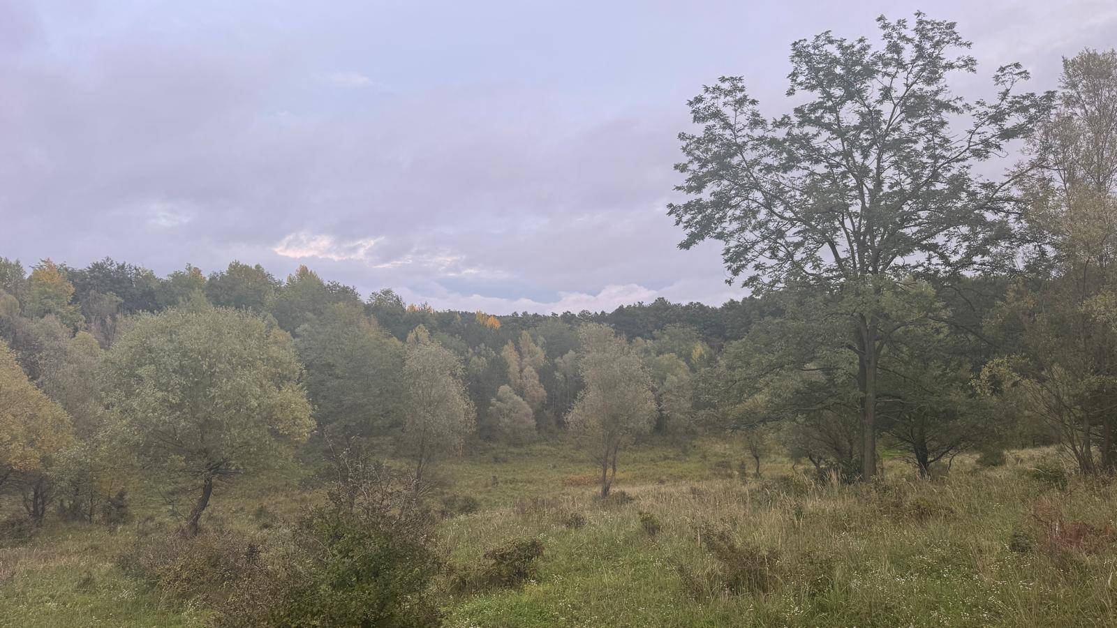 Hügelige Landschaft mit Bäumen und Wiesen unter bewölktem Himmel, ideal für Naturliebhaber.