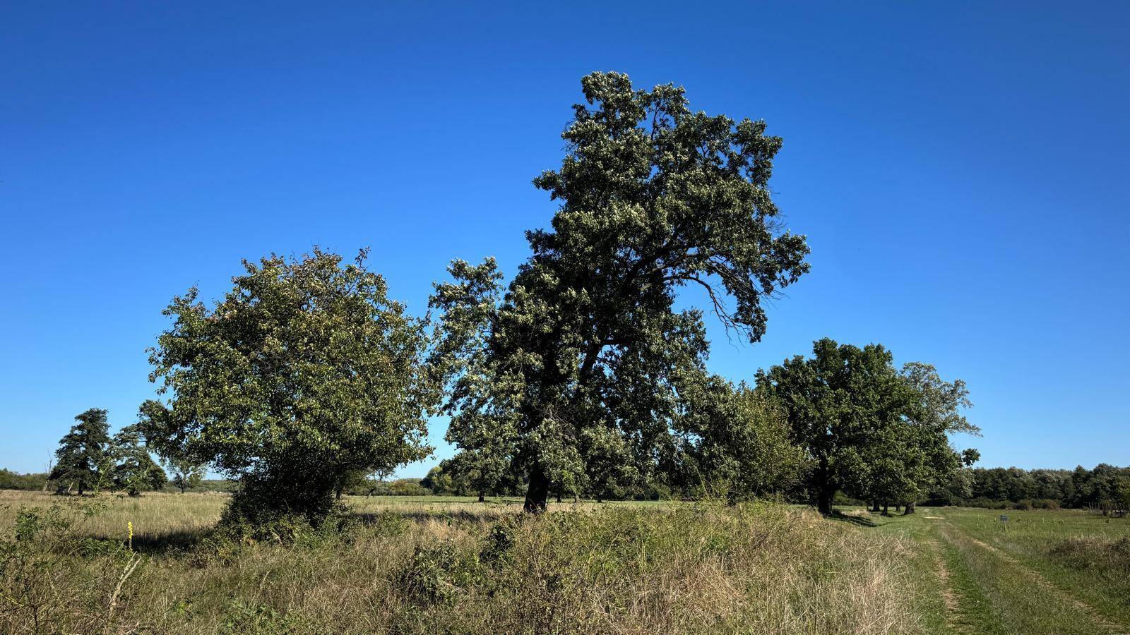Mehrere große Bäume stehen auf einer sonnigen Wiese mit einem Feldweg.