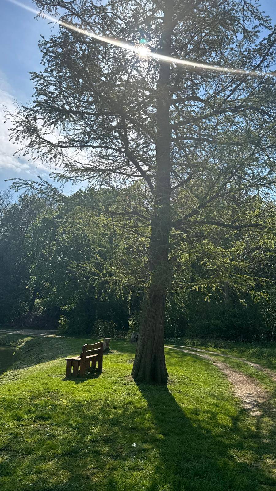 Sonnendurchfluteter Baum mit einer Holzbank im Schatten und einem Pfad im Hintergrund.