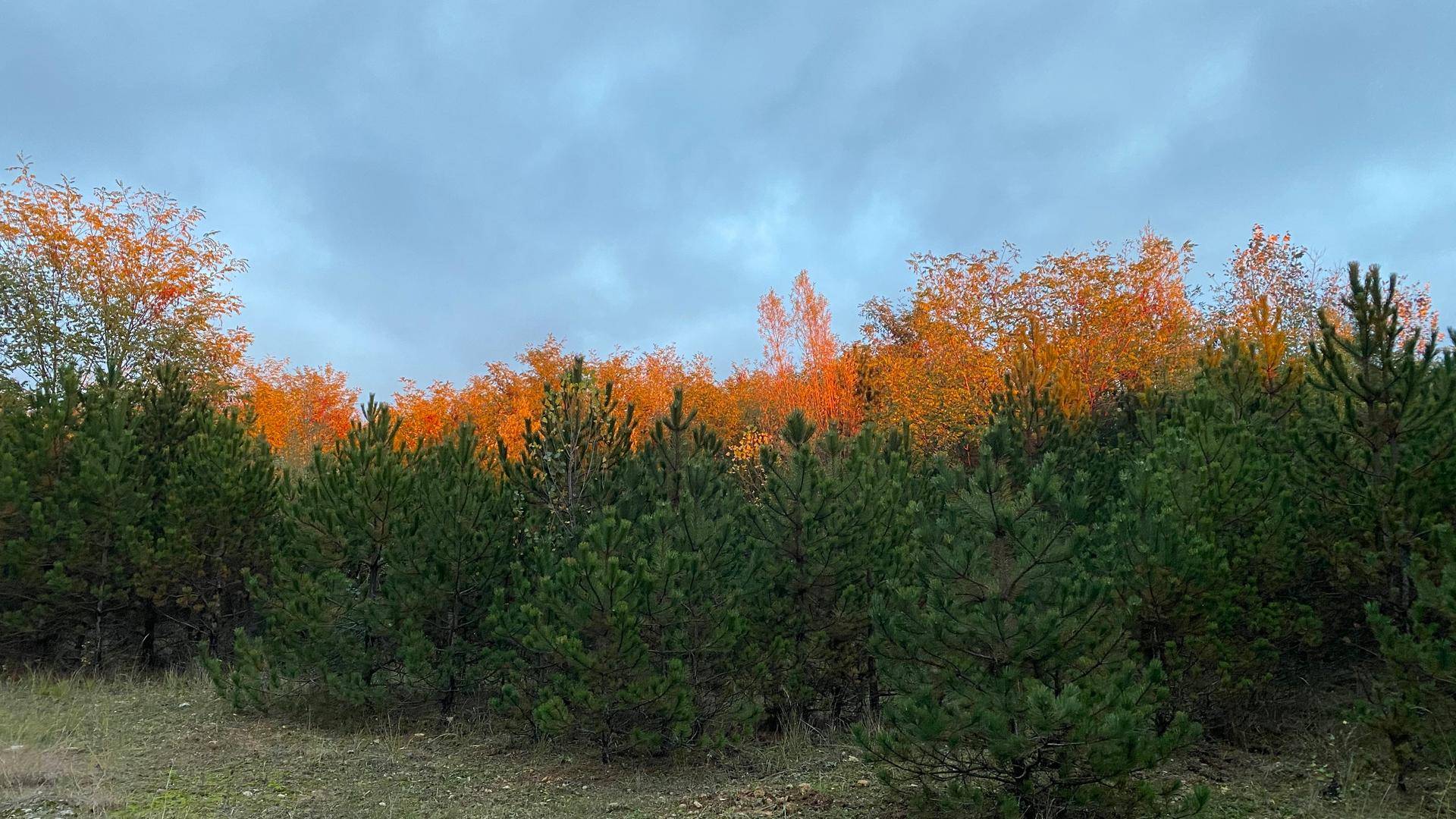 Nadelbäume und Laubbäume mit leuchtenden Herbstfarben unter einem bewölkten Himmel.