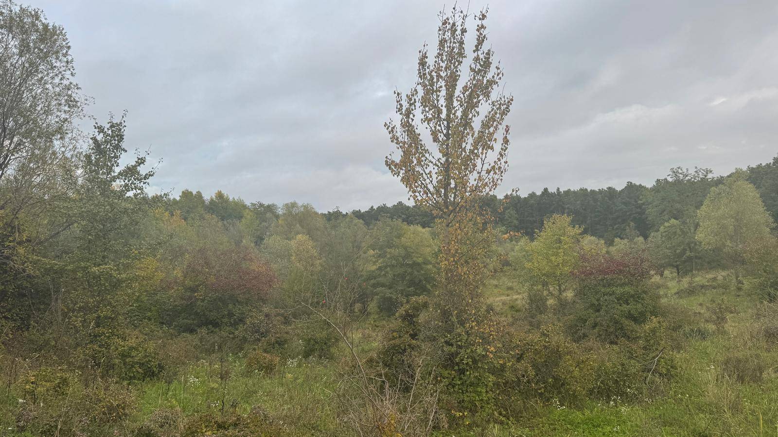 Dichte Vegetation mit verschiedenen Baum- und Straucharten unter einem bewölkten Himmel.