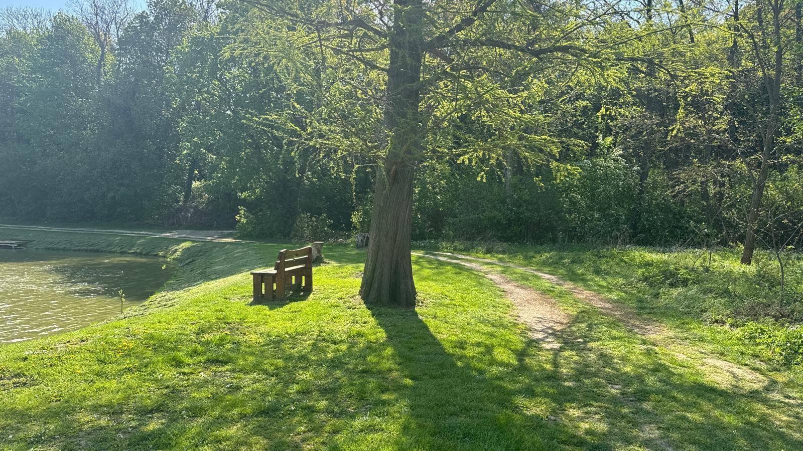 Sonnige Landschaft mit einem großen Baum, einer Bank, einem Pfad und einem See im Hintergrund.