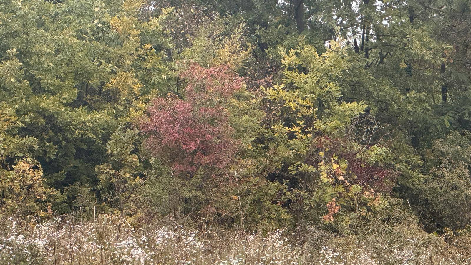 Dichte Vegetation mit verschiedenen Baum- und Straucharten unter einem bewölkten Himmel.