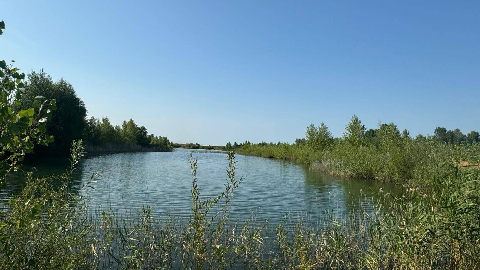 Weitläufiger Blick über das ruhige Gewässer, gesäumt von Schilf und Bäumen am Horizont.