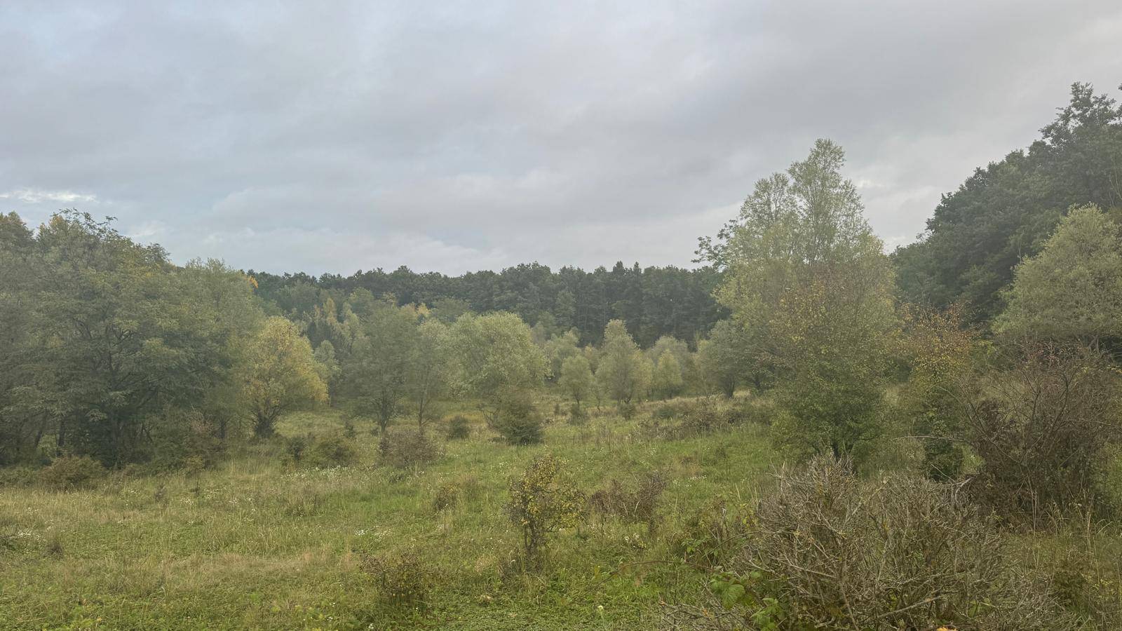 Hügelige Landschaft mit Bäumen und Wiesen unter bewölktem Himmel, ideal für Naturliebhaber.