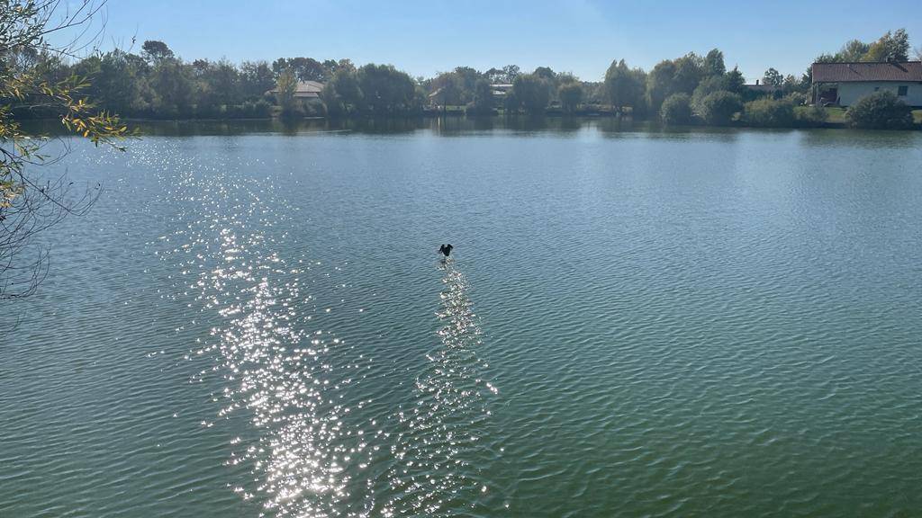 Ruhiger See mit glitzernder Wasseroberfläche und einem Vogel, Häuser am gegenüberliegenden Ufer.