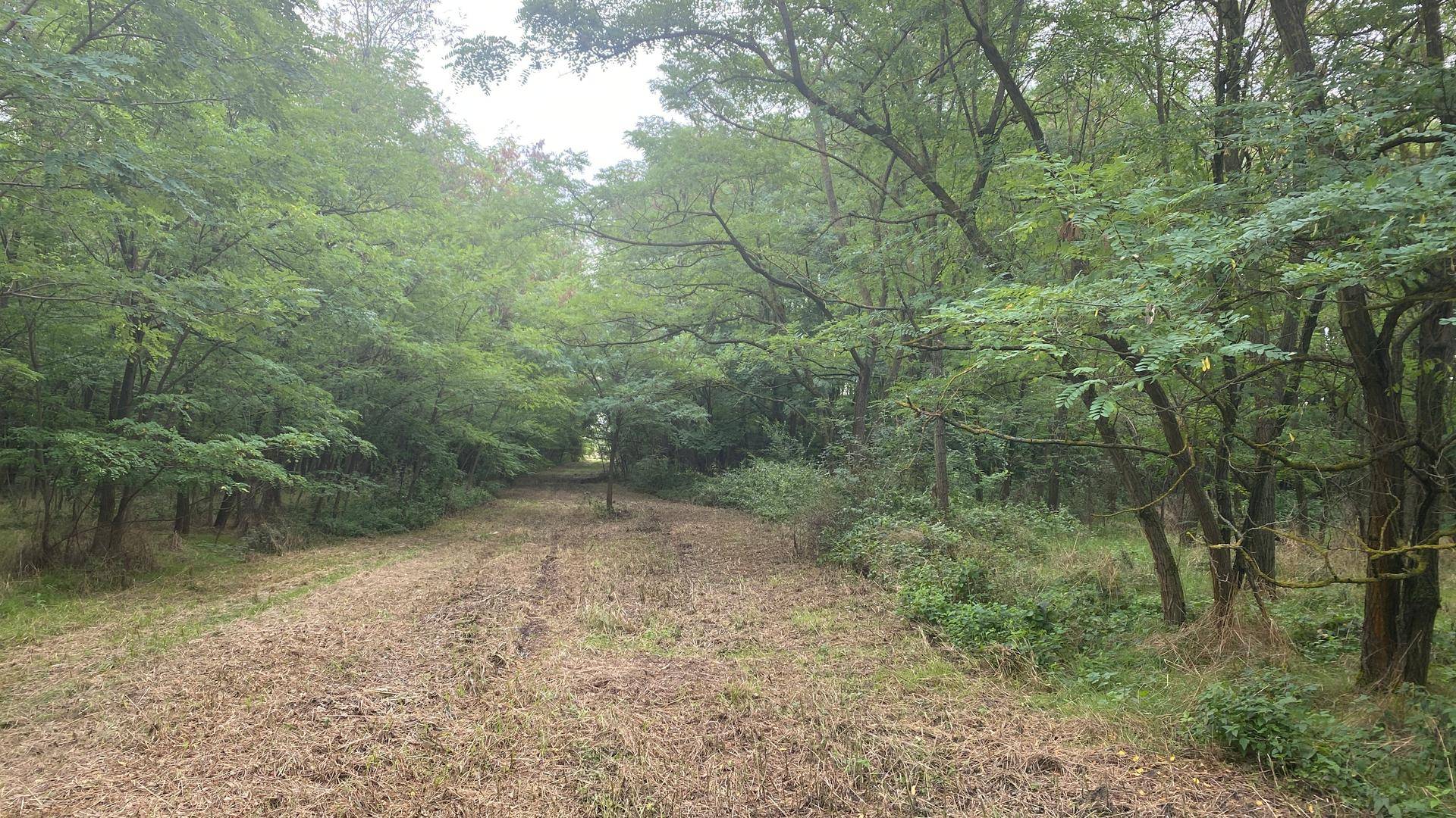 Ein breiterer Weg durch einen Wald, umgeben von Bäumen und trockenem Gras.