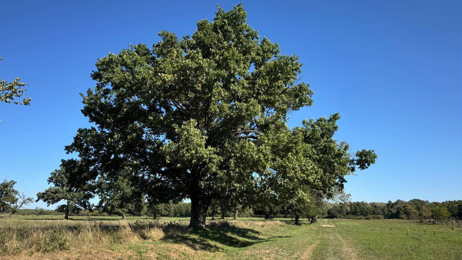 Ein majestätischer Baum steht inmitten einer weiten, grünen Landschaft unter blauem Himmel.