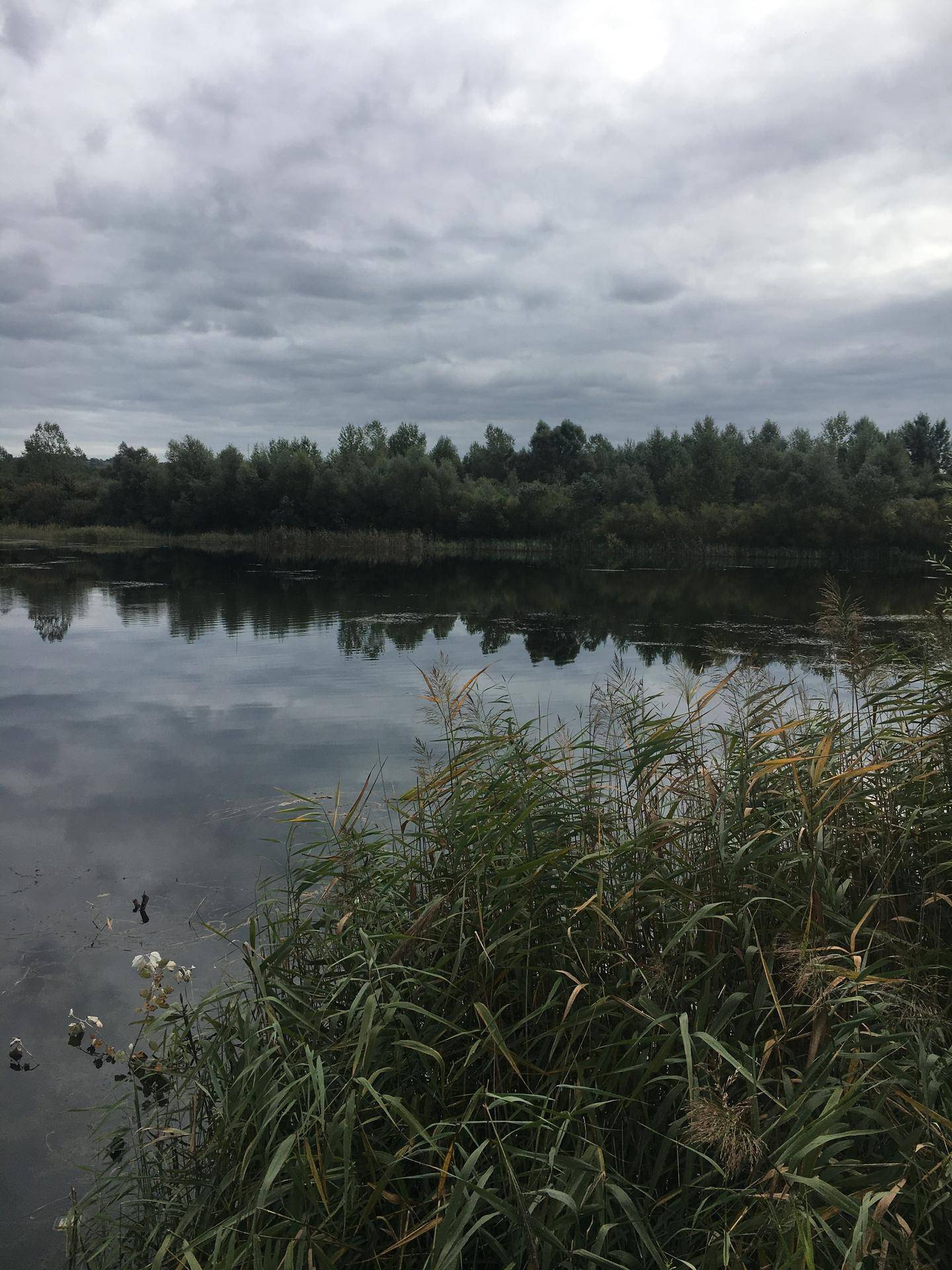 Weitläufiger Blick über einen See mit Schilf und Wolkenreflexionen unter bewölktem Himmel.