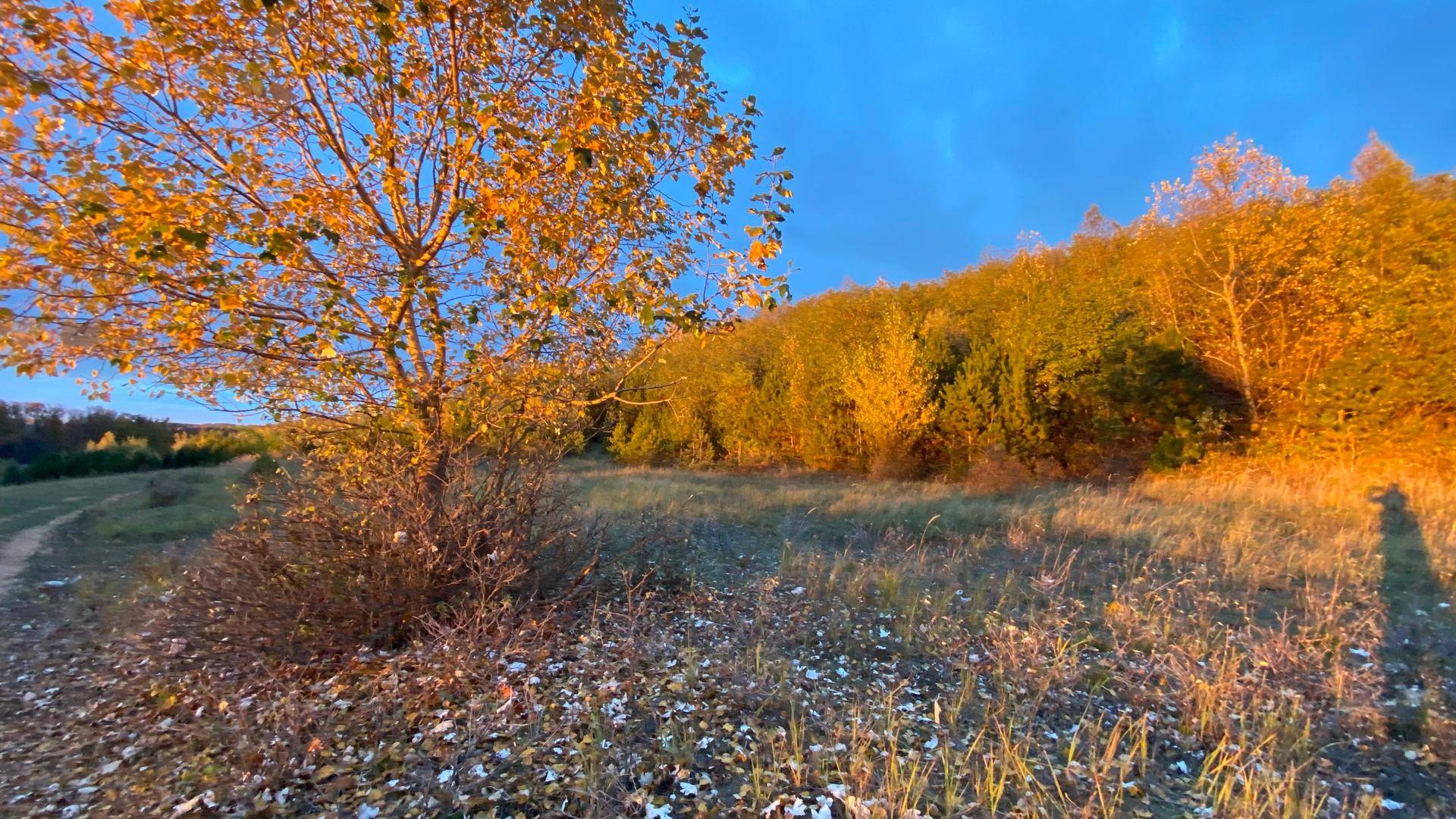 Herbstliche Bäume in goldenem Sonnenlicht auf einer Wiese mit Laub am Boden.