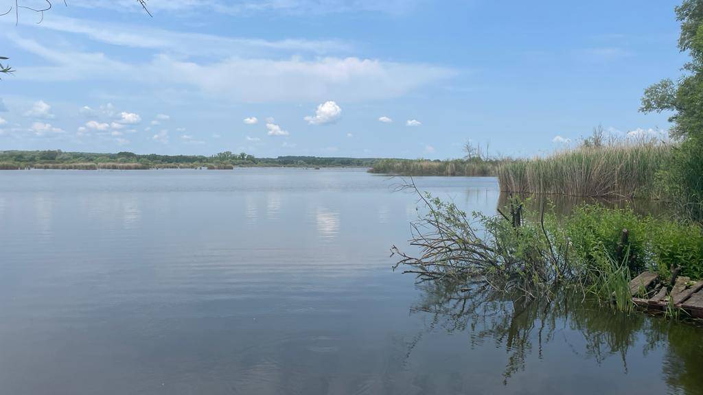 Weitläufiger See mit Schilf am Ufer und einem weiten, blauen Himmel mit weißen Wolken.