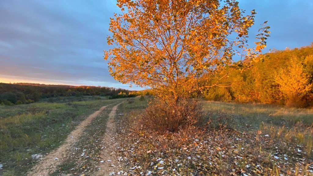 Einzelner Baum mit goldenem Herbstlaub neben einem Feldweg, im Hintergrund ein Wald.