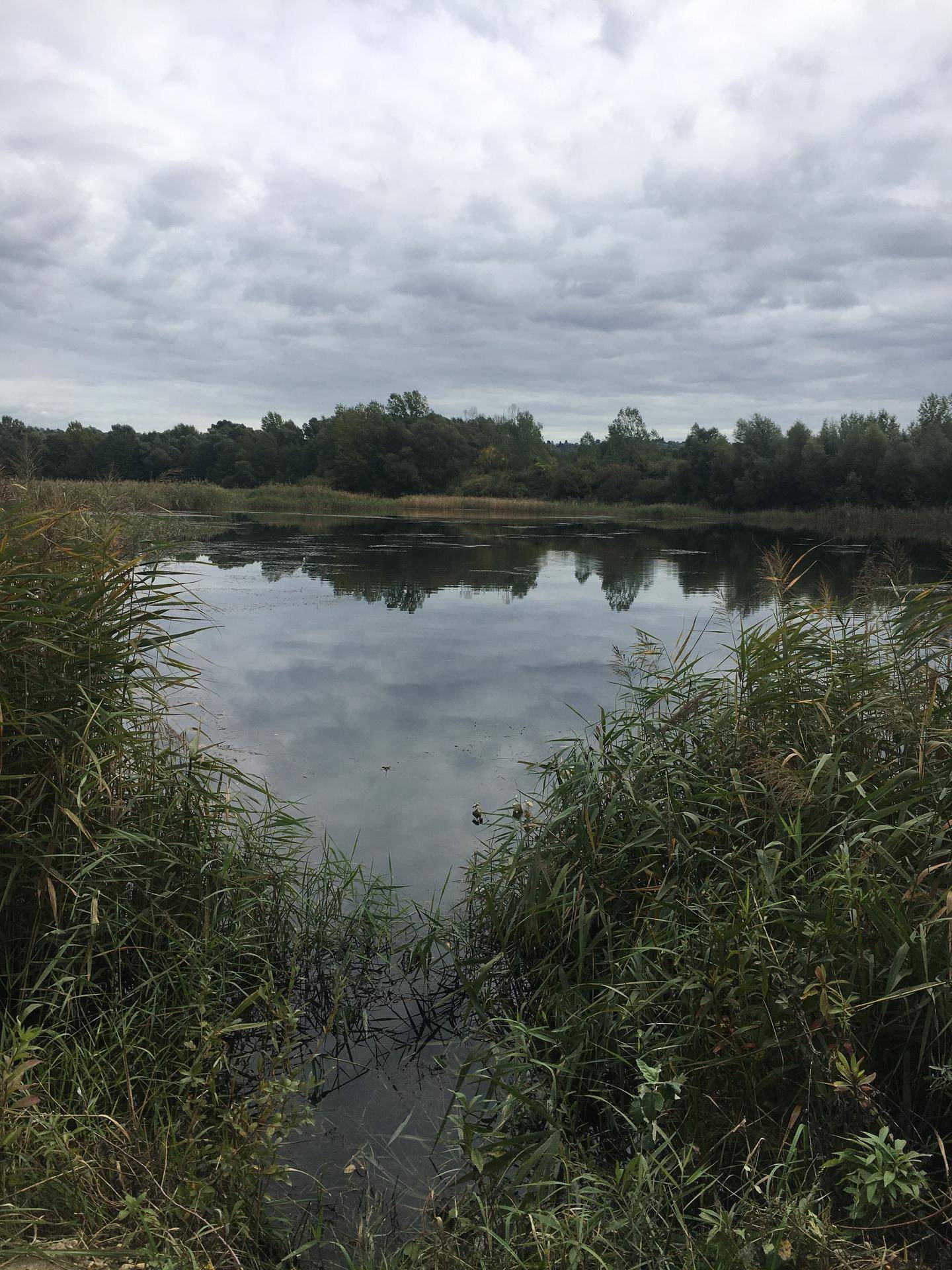 Ein ruhiger See, umgeben von dichtem Schilf und Bäumen unter einem bewölkten Himmel.