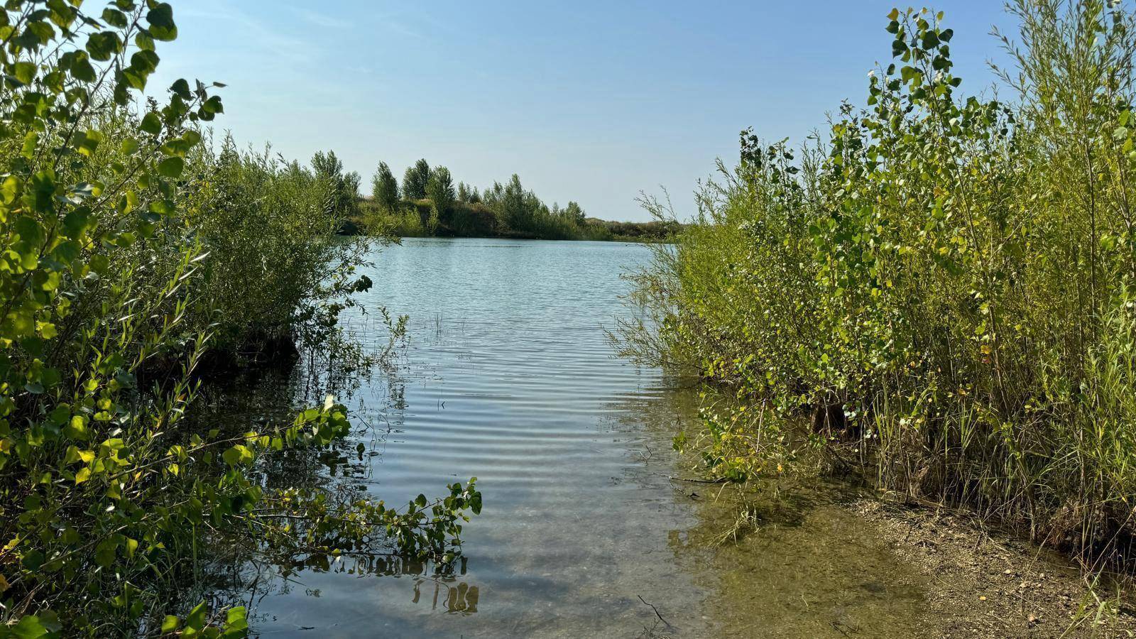 Klares Wasser am Ufer eines Sees, umgeben von dichtem Grün und sonnigem Wetter.