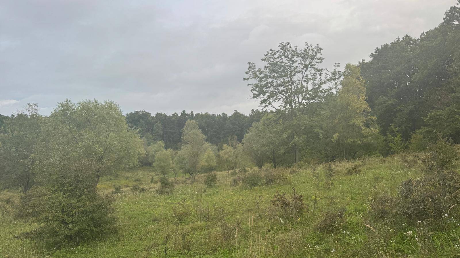 Dichte Vegetation mit verschiedenen Baum- und Straucharten unter einem bewölkten Himmel.