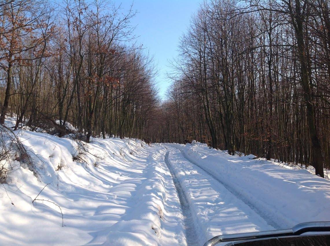 Verschneite Straße führt durch einen Wald mit kahlen Bäumen an einem Wintertag.