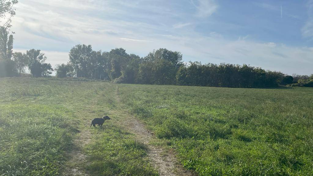Sonnige Wiese mit einem kleinen Hund auf einem Pfad und Bäumen im Hintergrund.