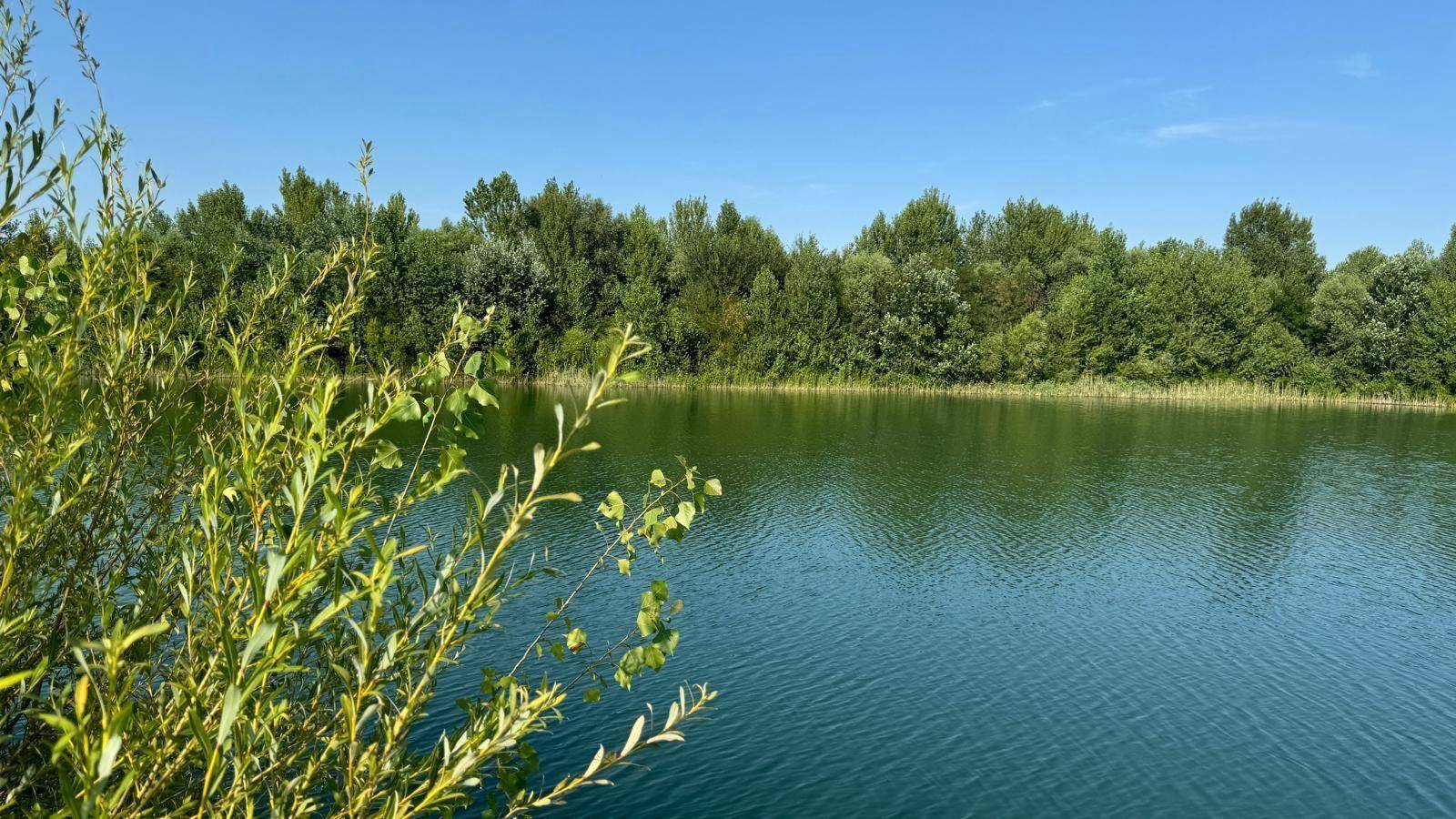 Sonniger See mit üppiger grüner Vegetation und klarem blauen Himmel, im Vordergrund Büsche.