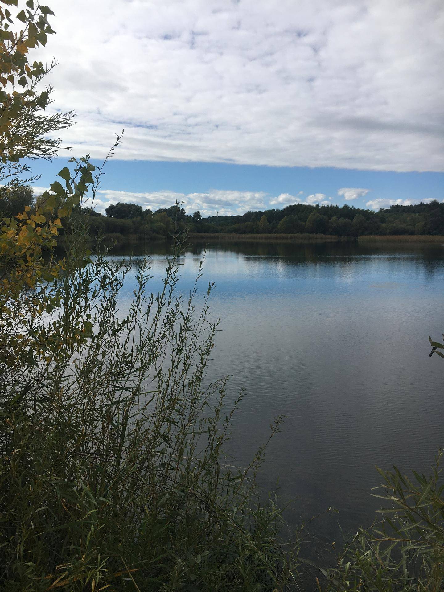 Ein ruhiger See mit Wolkenreflexionen, umgeben von Bäumen und Schilf unter blauem Himmel.