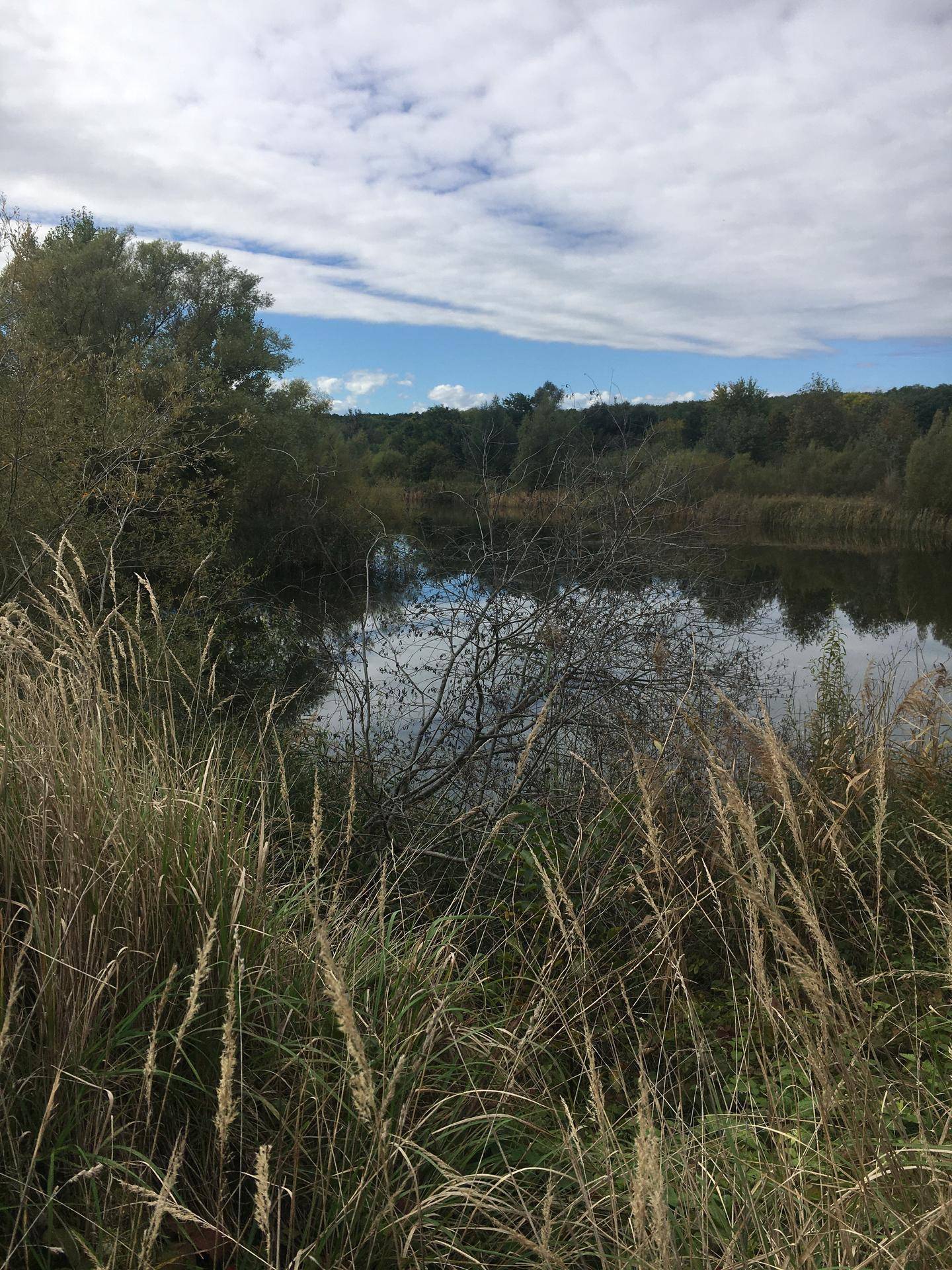 Blick auf einen ruhigen See durch hohes Gras und Bäume unter bewölktem Himmel.