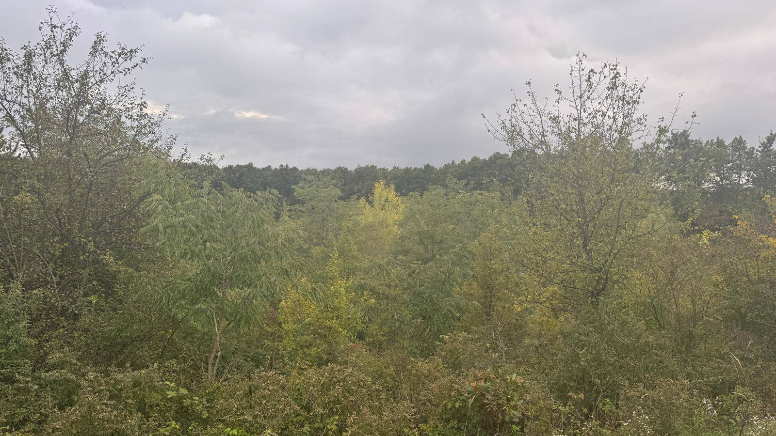 Weitläufige Naturlandschaft mit Bäumen und Sträuchern unter einem bewölkten Himmel.