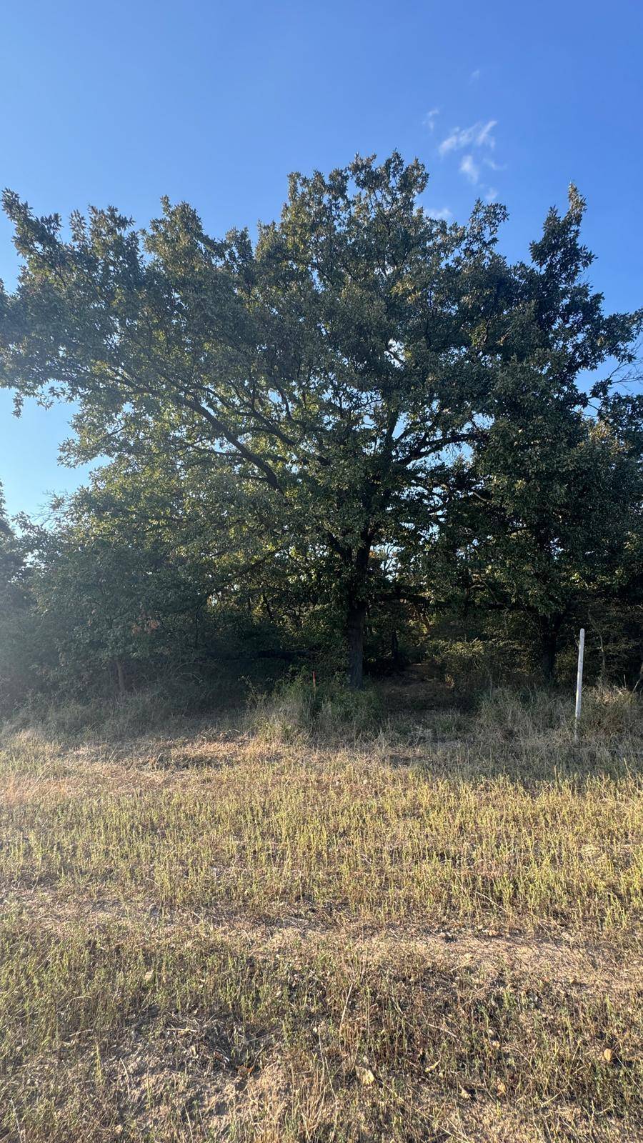 Großer, alter Baum steht auf einer Grasfläche mit weiteren Bäumen im Hintergrund.