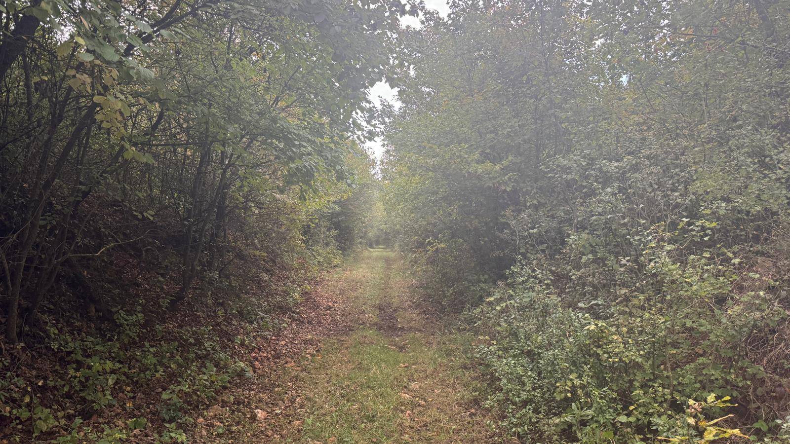 Waldweg umgeben von dichtem Laub und Unterholz, der in die Tiefe des Waldes führt.